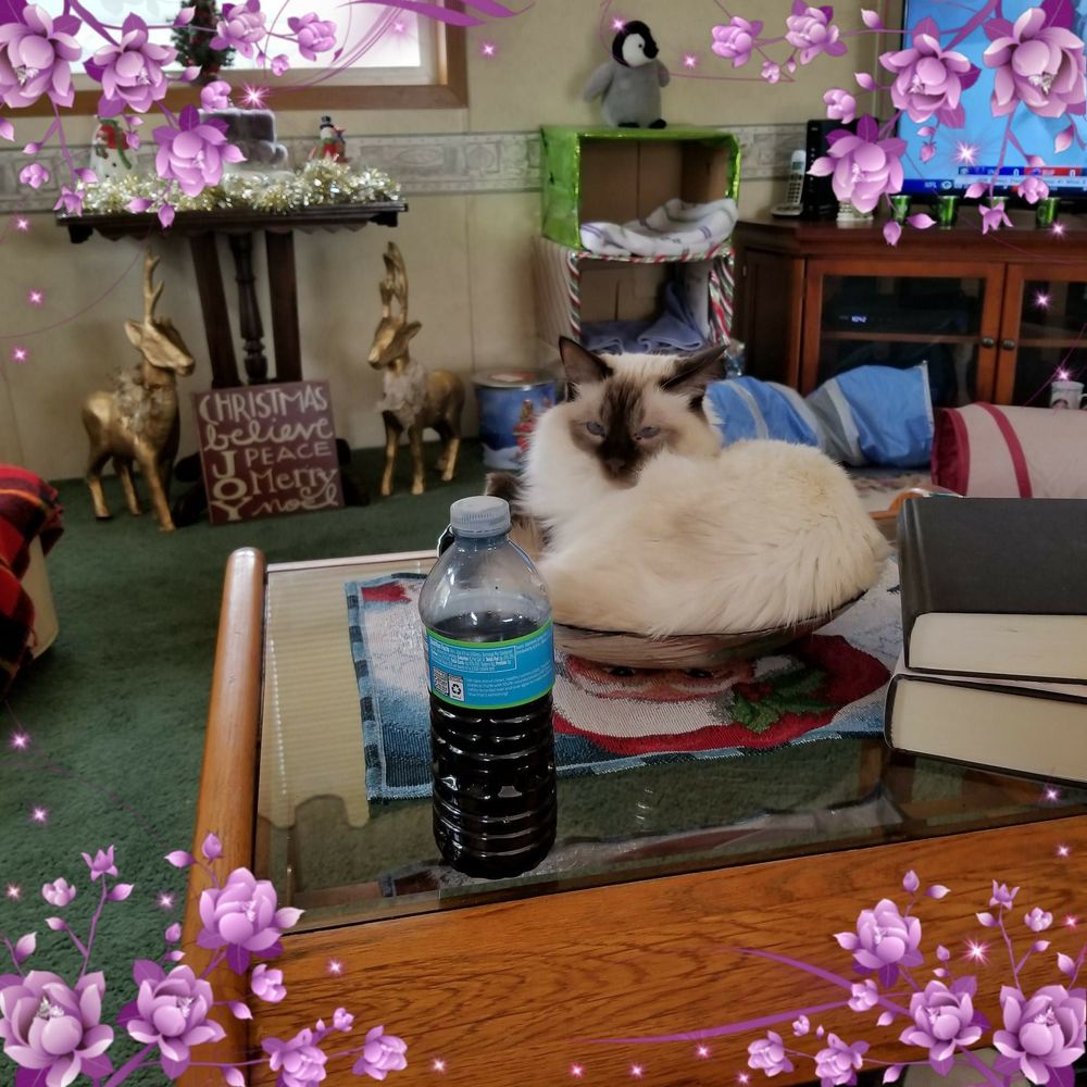 Meet your Posher, Susie